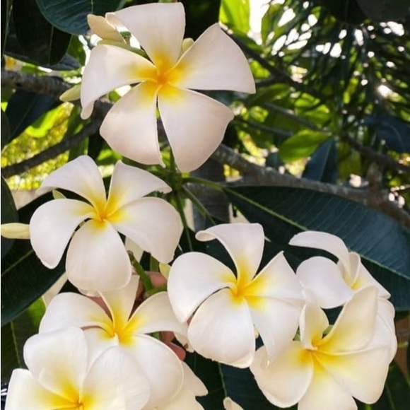 Meet your Posher - Picture 1 of 1